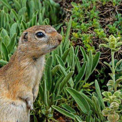 Taurus Ground Squirrel - بماذا تشتهر تركيا في الحيوانات