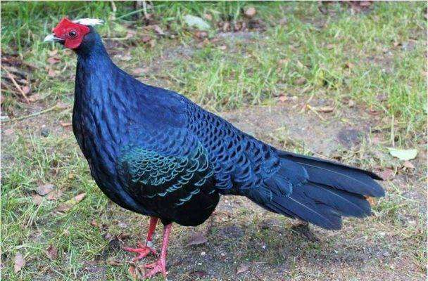 The Edwards’s Pheasant