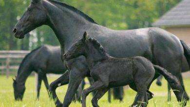 فوائد حليب الخيل للرجال