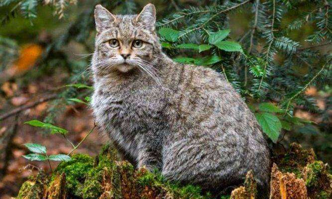 Wild cat - بماذا تشتهر النمسا في الحيوانات