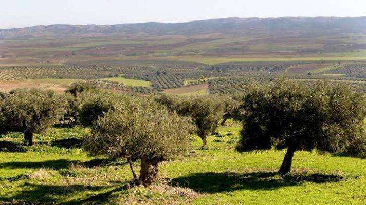 بماذا تشتهر تونس في الزراعة