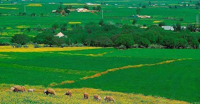 بماذا تشتهر المغرب في الزراعة