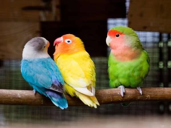كيف تعرف طيور الحب الذكر من الانثى