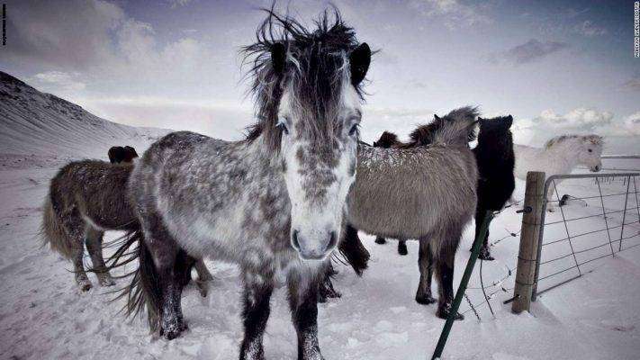 الحصان الأيسلندي