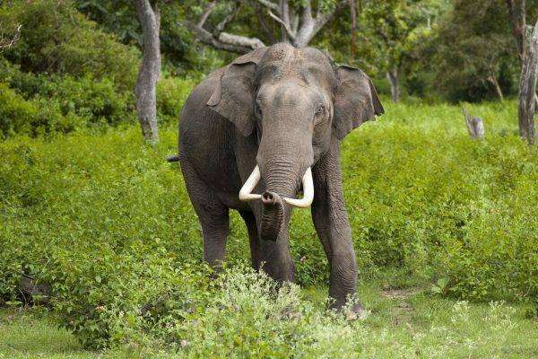 الفيل الآسيوي - بماذا تشتهر الصين في الحيوانات