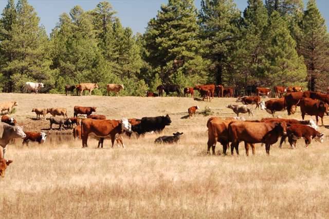 بماذا تشتهر ولاية اريزونا الأمريكية في الزراعة