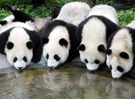 الباندا العملاق - بماذا تشتهر الصين في الحيوانات