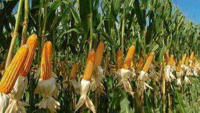 بماذا تشتهر ولاية كانساس الأمريكية في الزراعة