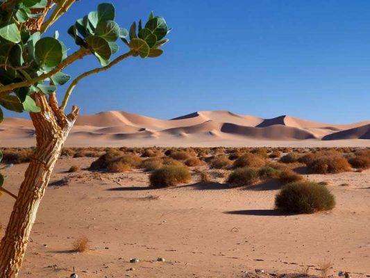 المناخ الصحراوي الجاف