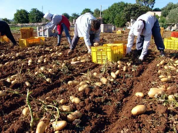 بماذا تشتهر إيطاليا في الزراعة