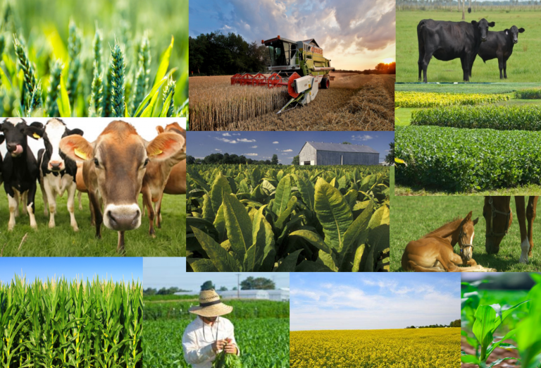 بماذا تشتهر ولاية كنتاكي الأمريكية في الزراعة
