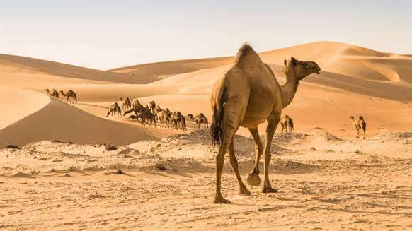 المناخ الصحراوي في مصر