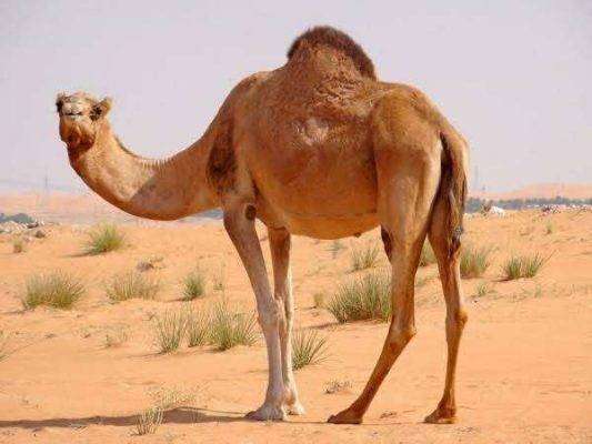 المناخ الصحراوي في الوطن العربي