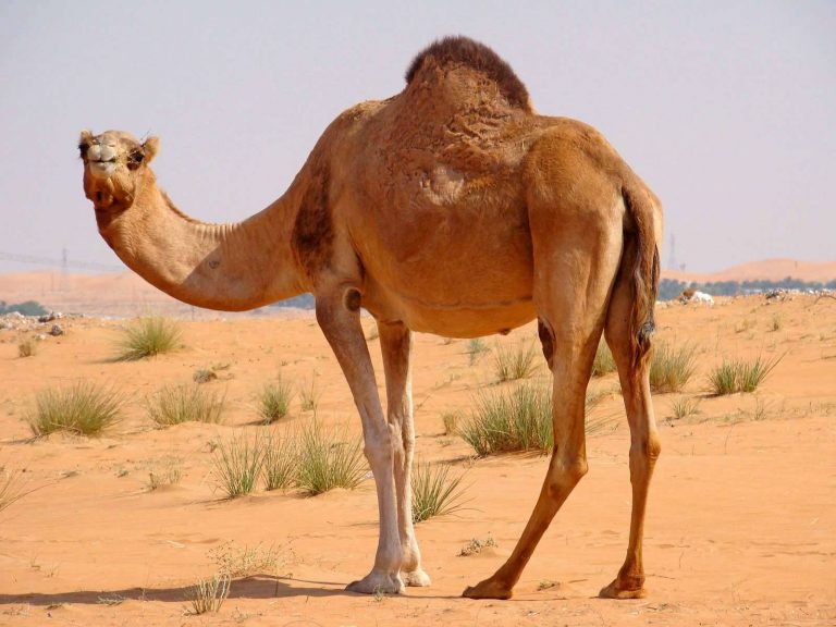 بماذا تشتهر السعودية في الحيوانات
