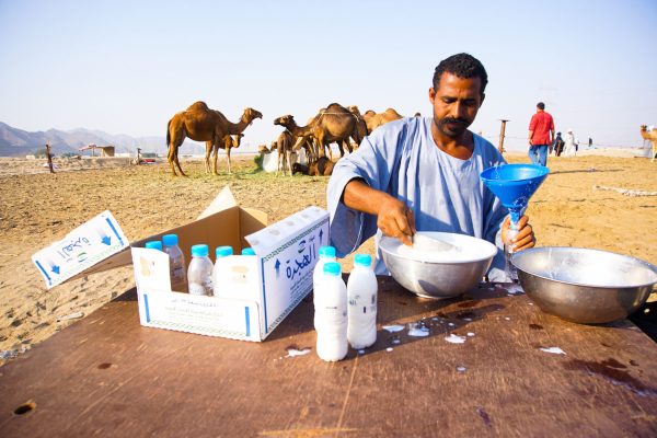 فوائد حليب الناقة للكبد