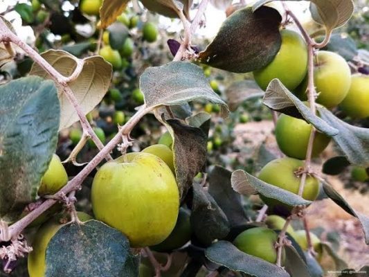 فوائد شجرة السدر الطبية 