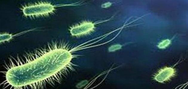 ما هو مفهوم البكتيريا - موقع المعلومات