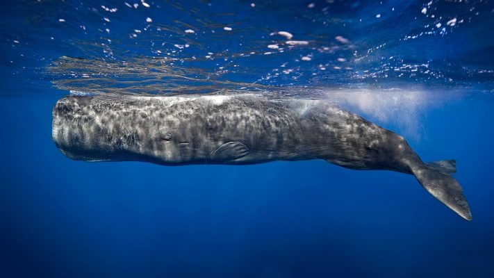 هل العنبر يشكل خطرا على الحيتان