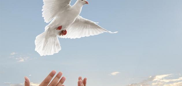 ما هو مفهوم السلام