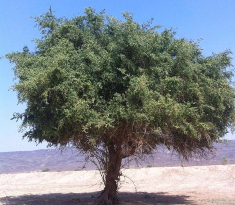 فوائد شجرة السدر في الإمارات