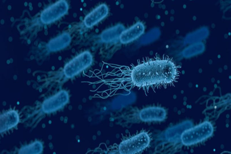 ما هو مفهوم البكتيريا ؟