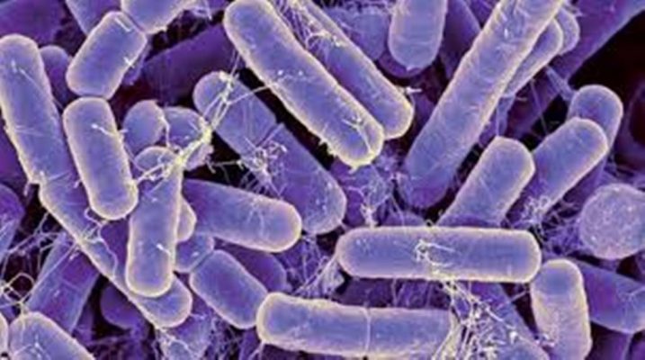 ما هو مفهوم البكتيريا