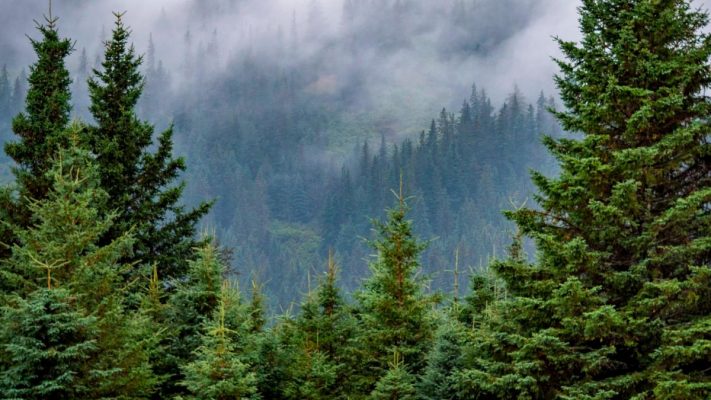 خواطر عن الشجر من المؤلّفات