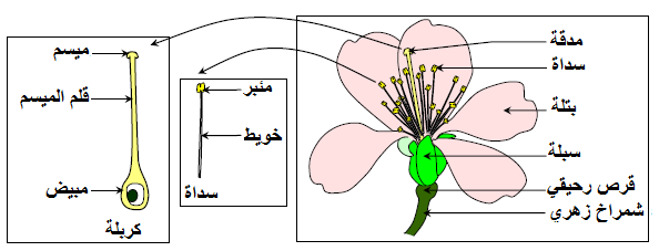 ماهو الميسم