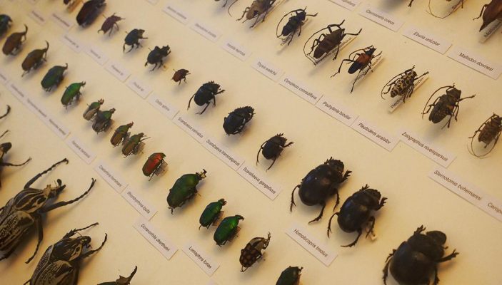 تاريخ علم الحشرات