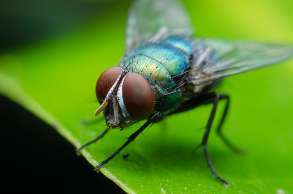 تعريف علم الحشرات