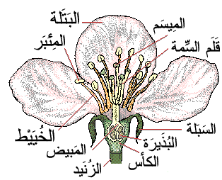 ماهو الميسم 