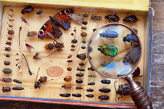 ما الهدف من علم الحشرات