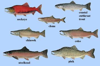 أنواع سمك السّلمون