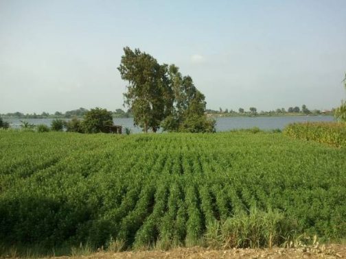 الزراعة في الريف المصري