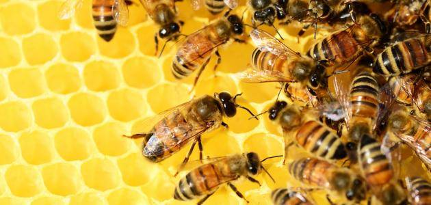 تفسير رؤية النحل في المنام بالتفصيل