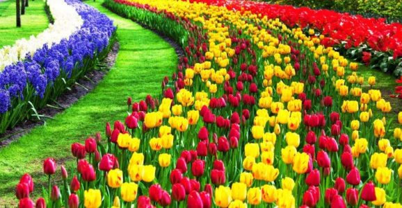ما يقارب 80% من زهور الأبصال في العالم تأتي من هولندا