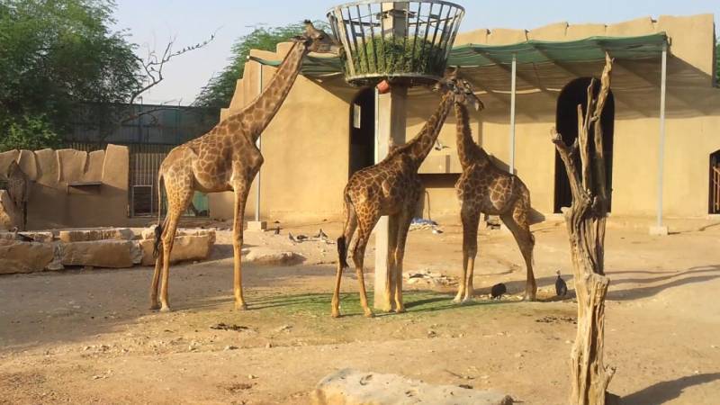 معلومات عن حديقة حيوانات الرياض