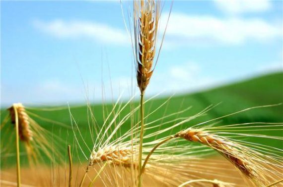 تفسير رؤية سنابل وحبوب القمح في المنام | موقع المعلومات