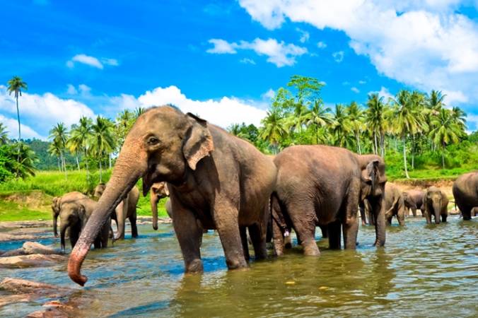 أفضل 5 انشطة في سريلانكا 2020