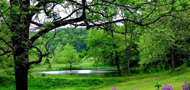 أحاديث عن الشجرة