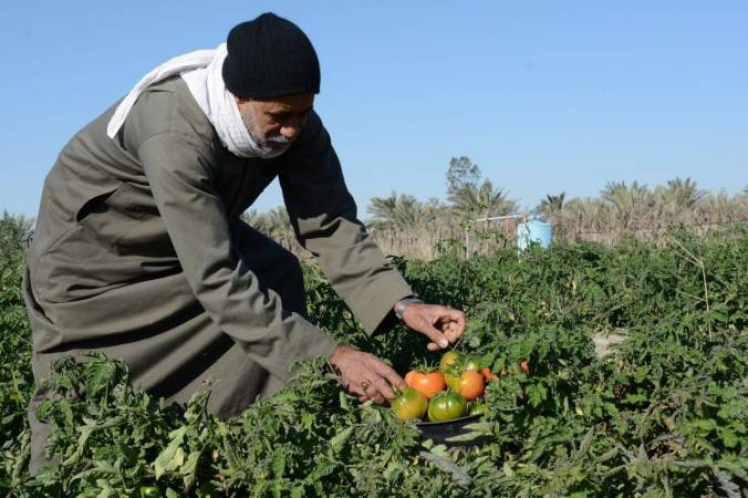 أشهر المنتجات الزراعية السعودية