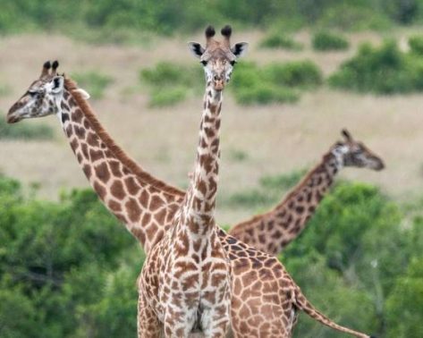 كم عدد فقرات رقبة الزرافة