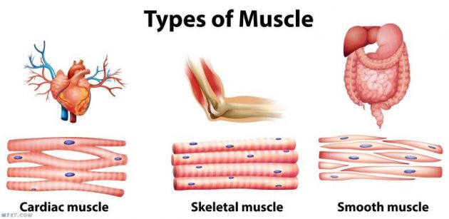 انواع الانسجة العضلية 