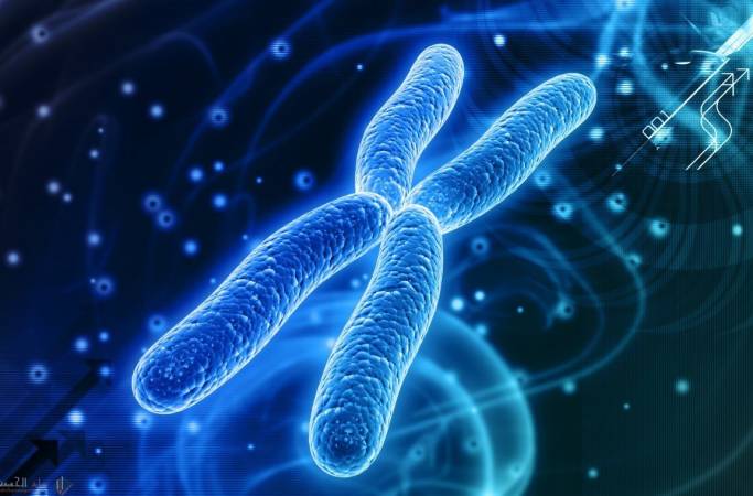 العلاقة بين الكروموسومات والكروماتيدات