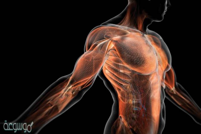 هل عضلات الذراع تشبه عضلات القلب
