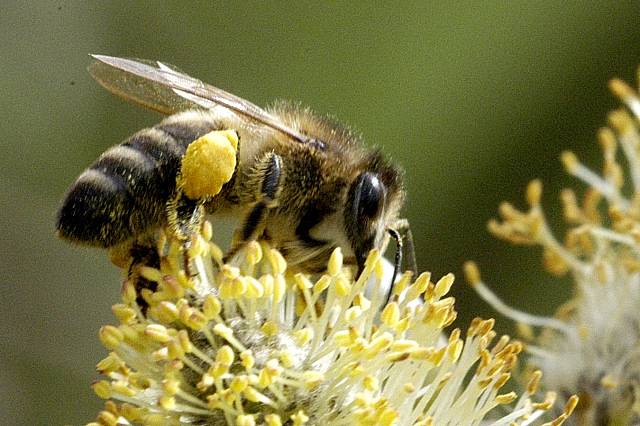 وصف دور النحلة في جمع حبوب اللقاح
