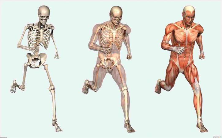 وظائف الجهاز الهيكلي في جسم الإنسان