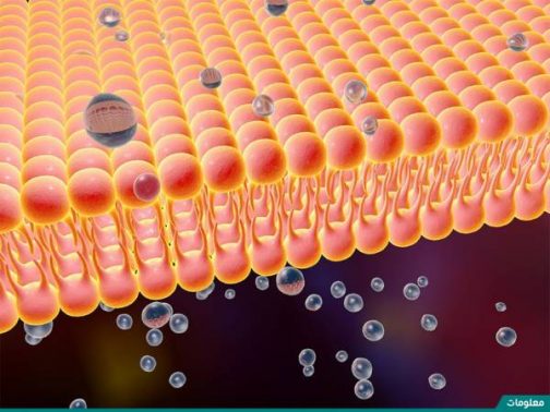 ما الذي يتحكم في مرور المواد في الخلية واليها