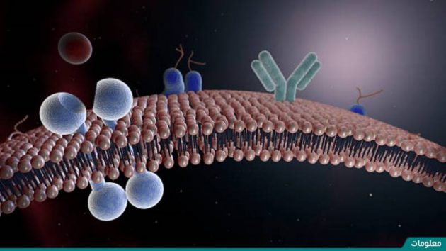 ما الذي يتحكم في مرور المواد في الخلية واليها