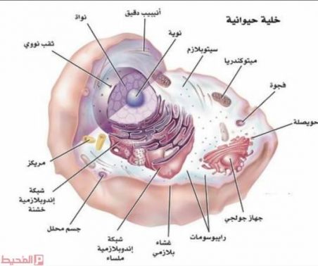 ما الذي يتحكم في مرور المواد في الخلية واليها